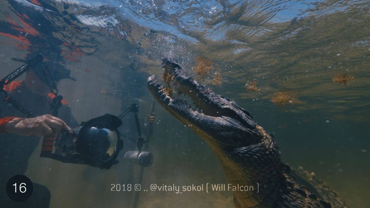 Снорклинг с Крокодилами в Мексике